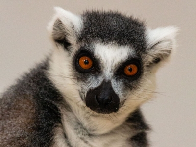 Ring-tailed lemur - De Zonnegloed - Animal park - Animal refuge centre 